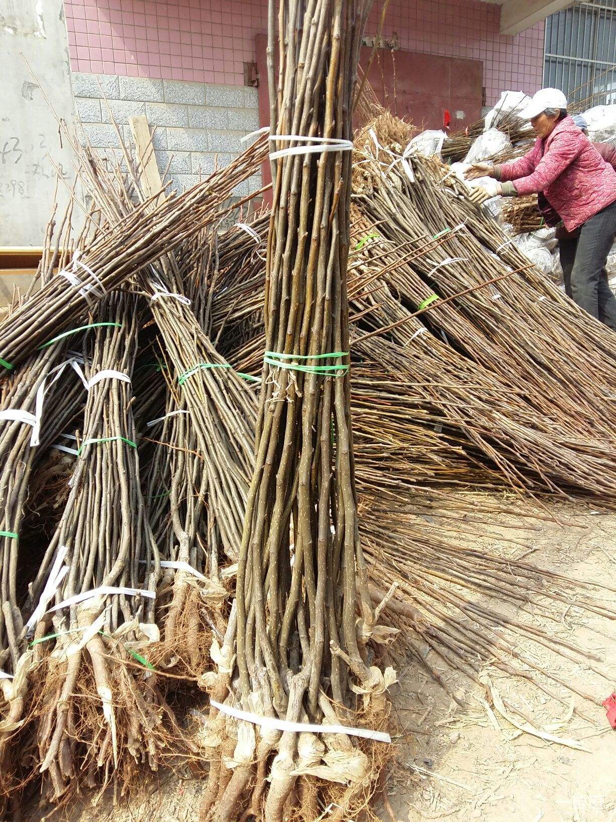 早紅考密斯梨苗價(jià)格多少錢，早紅考密斯梨苗供應(yīng)基地