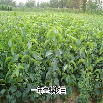2019年鴨梨苗價格，鴨梨苗多少錢一棵