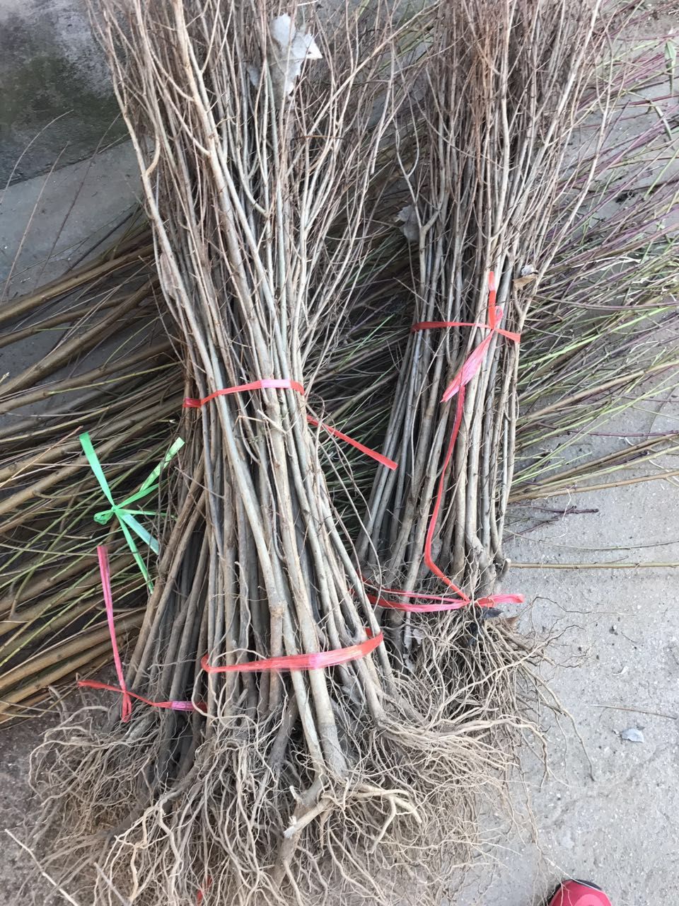 大馬牙石榴苗成活率
