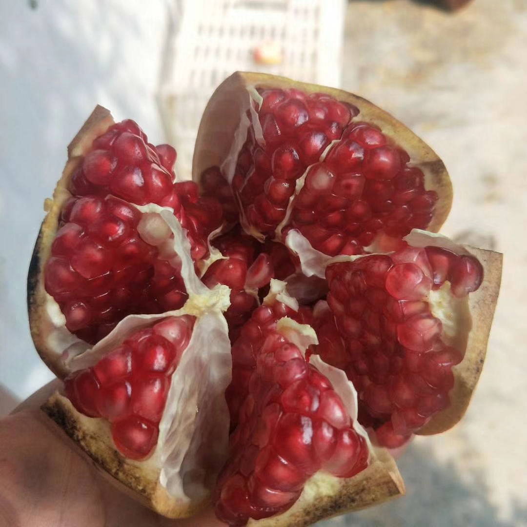 軟籽石榴苗新價格