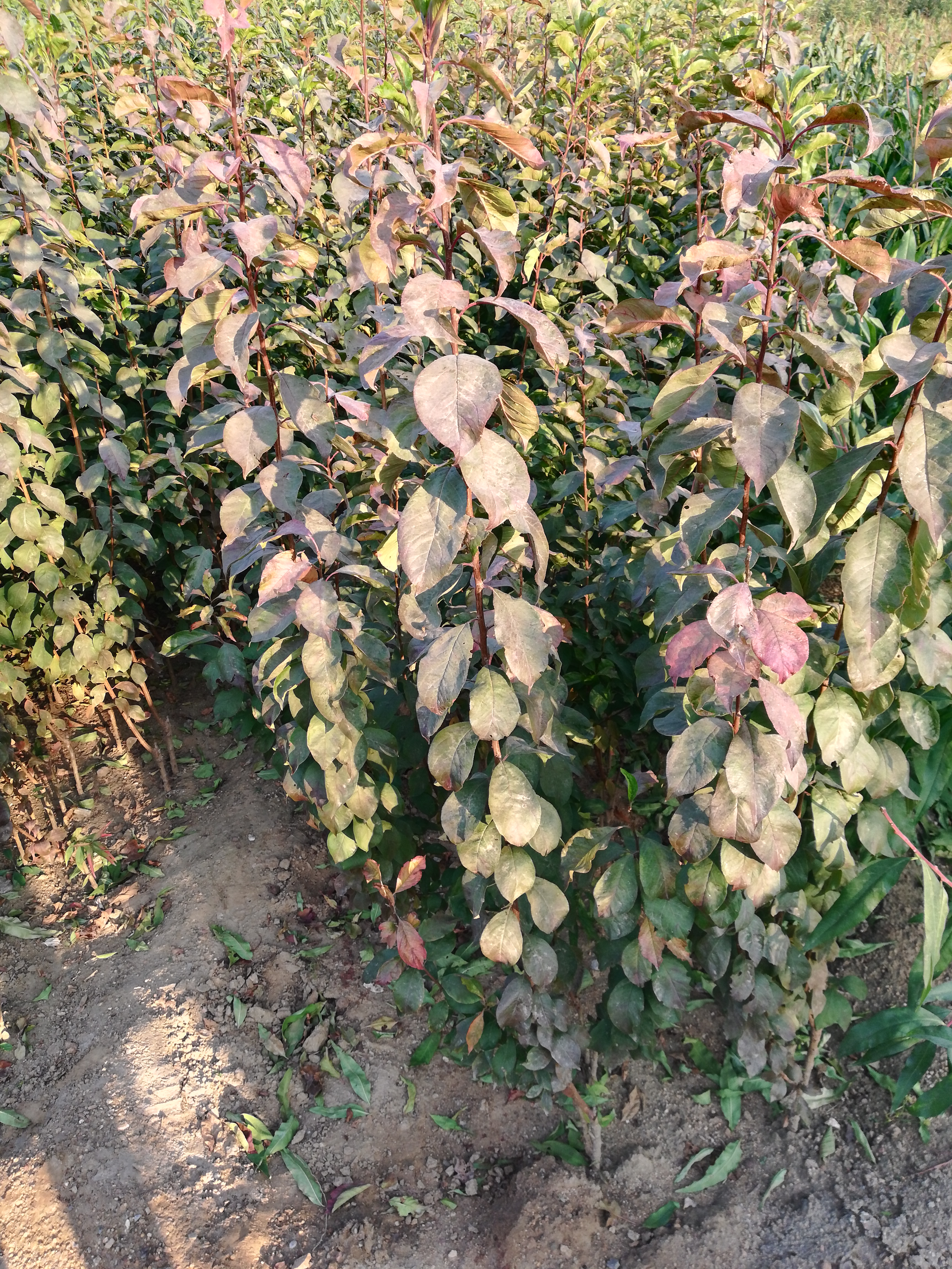 碧綠紅心李子苗一棵價(jià)格