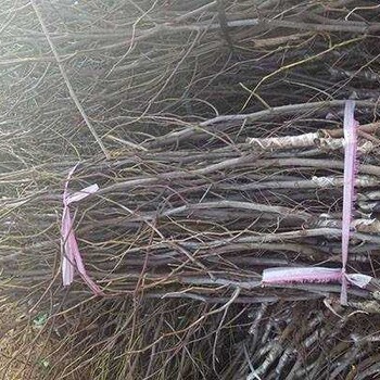 蜜棗樹苗出售、蜜棗樹苗供應(yīng)
