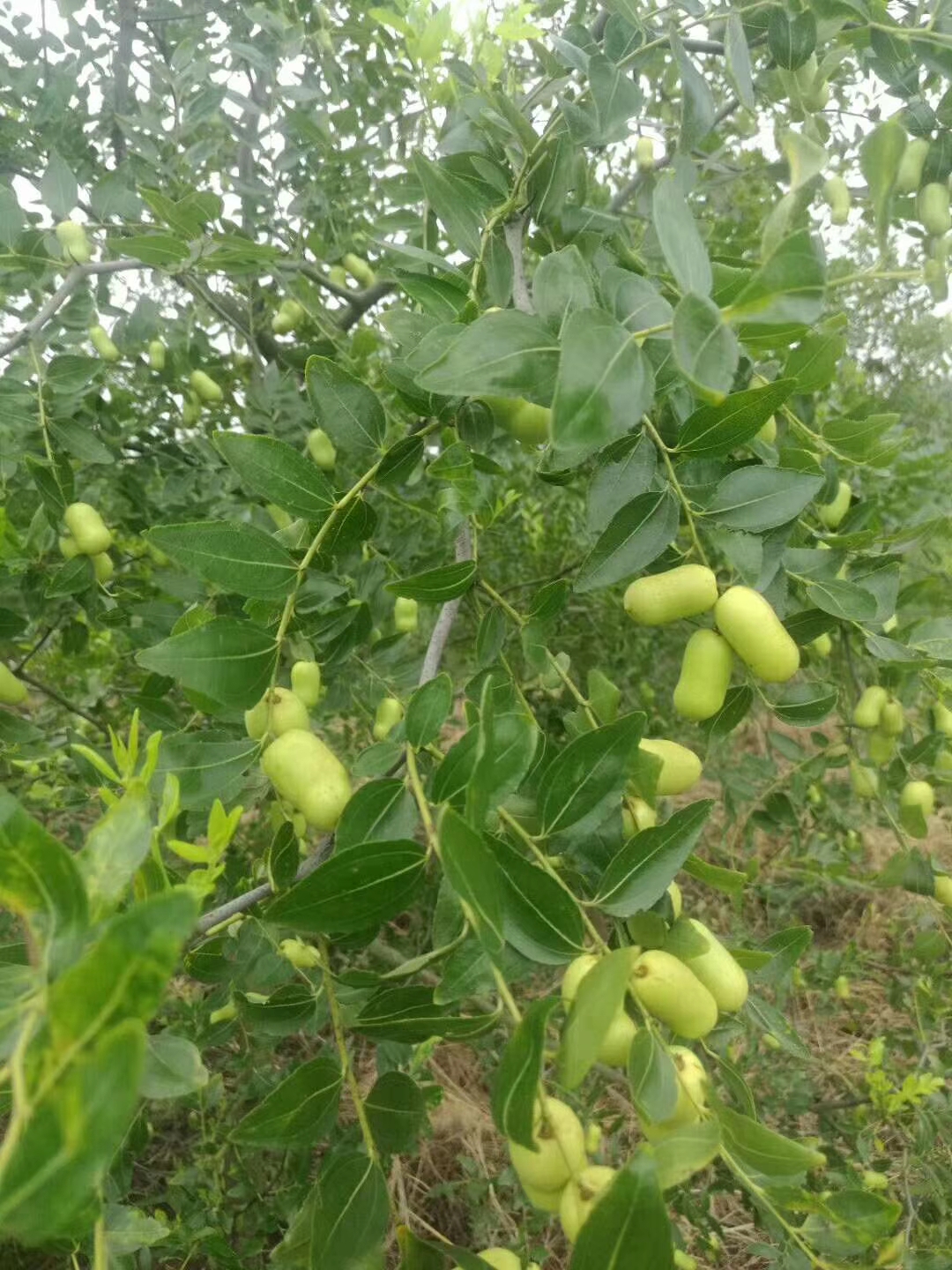 大荔冬枣树苗报价