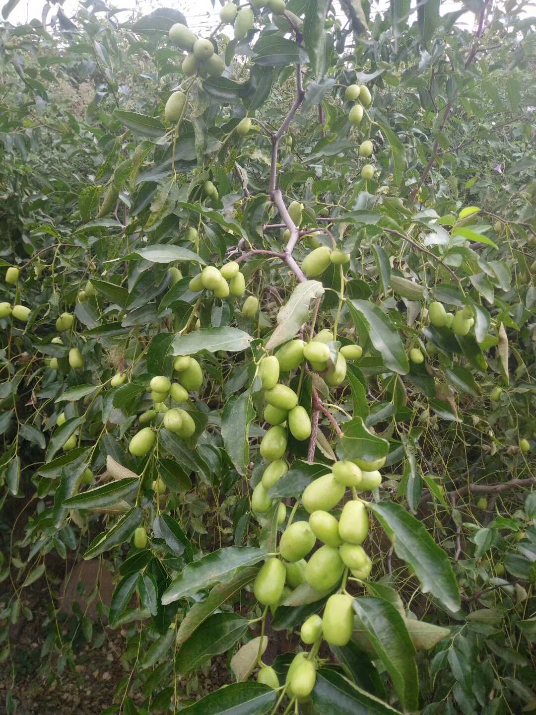 蜜枣树苗出售、蜜枣树苗供应