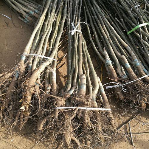 核桃實生苗一棵多少錢、核桃實生苗哪里購買便宜