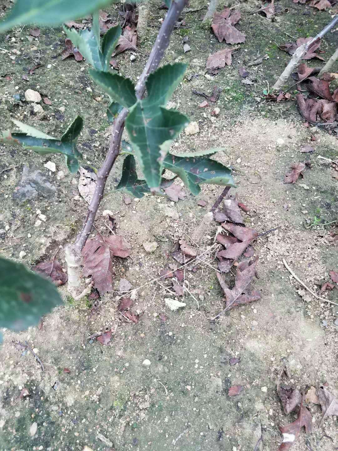 酸山楂苗供應