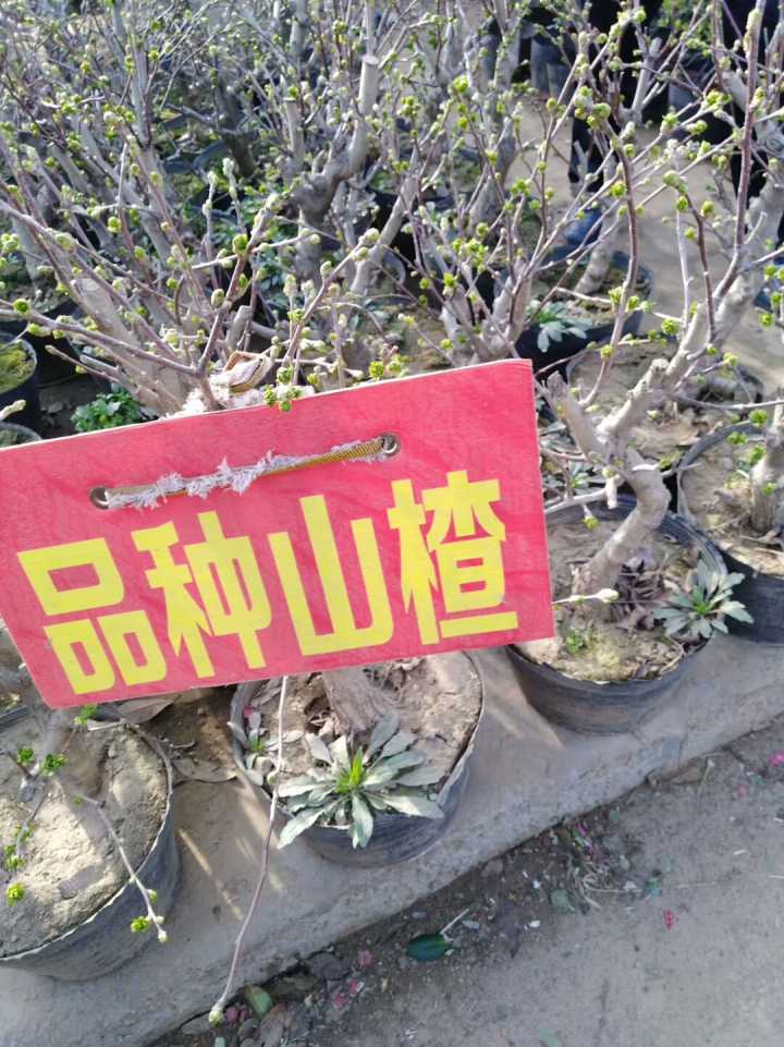 盆栽山楂苗批發(fā)