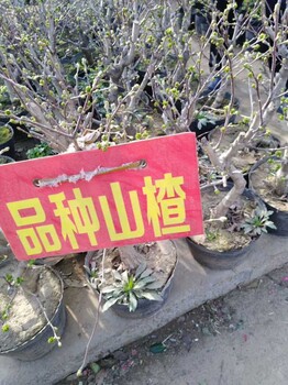 山楂苗哪里有種