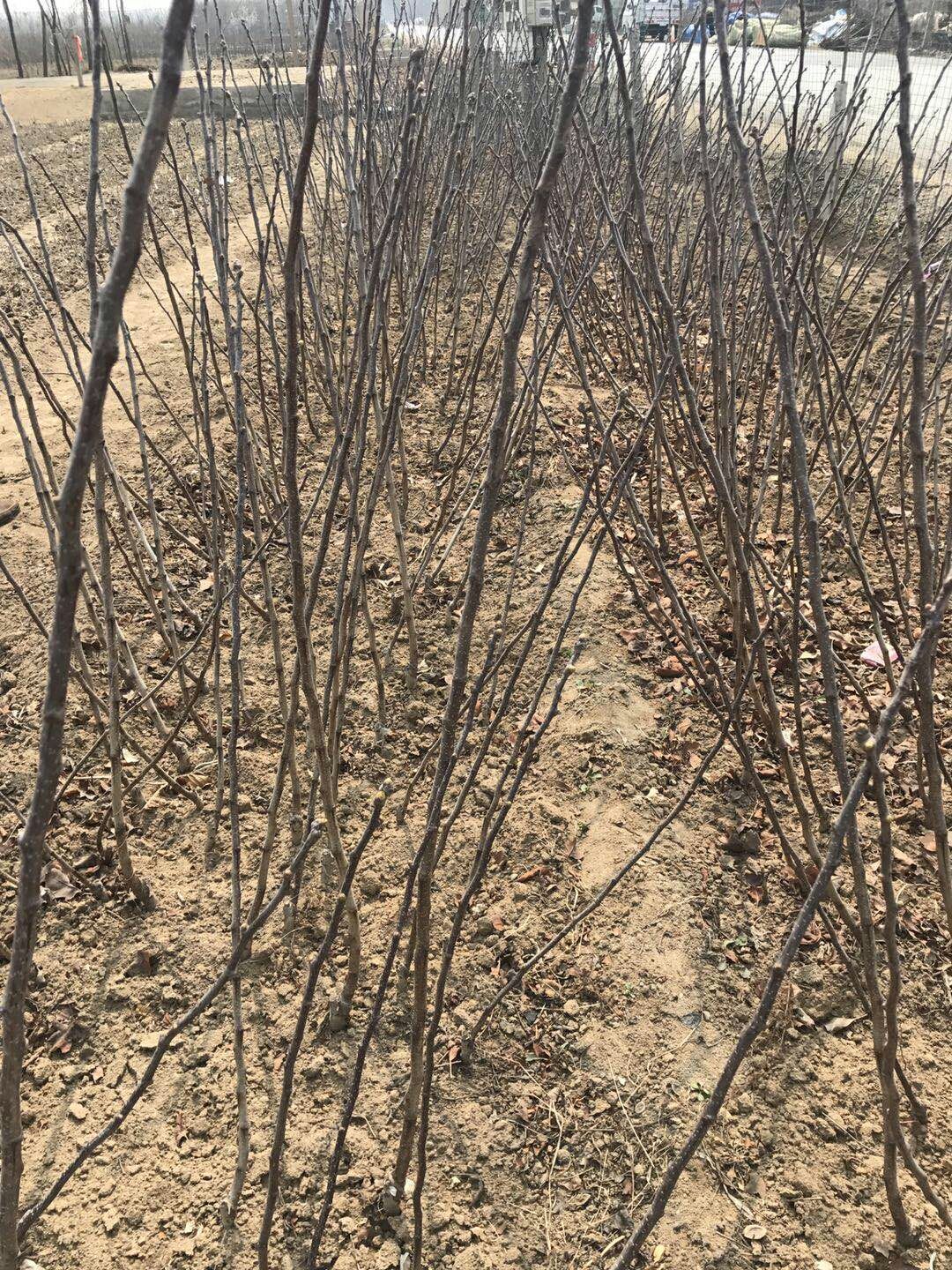 山東酸山楂苗基地、酸山楂苗哪里有種