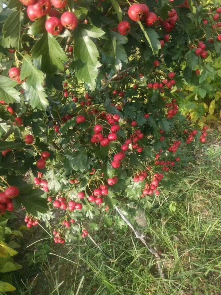 胭脂果山楂苗哪里有種