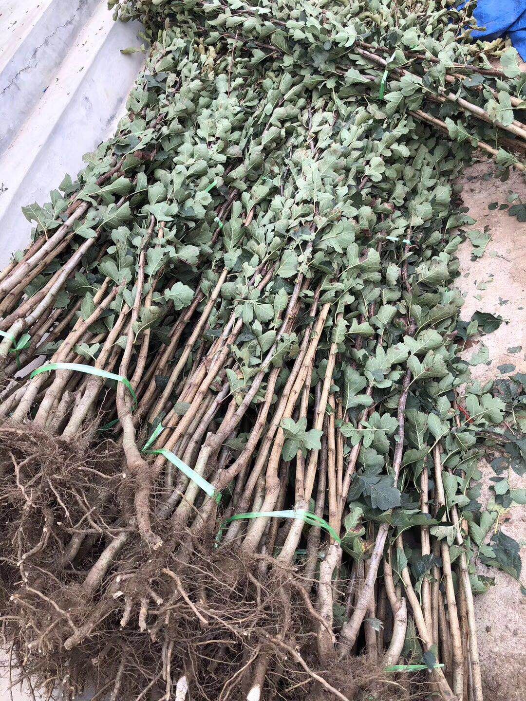一年山楂苗多少錢一棵