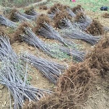 千雪苹果苗出售、千雪苹果苗苗圃