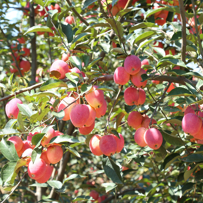 華紅蘋果苗新品種、華紅蘋果苗行情