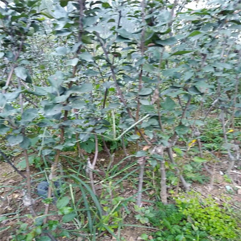 夏紅蘋(píng)果苗基地、夏紅蘋(píng)果苗近期價(jià)格