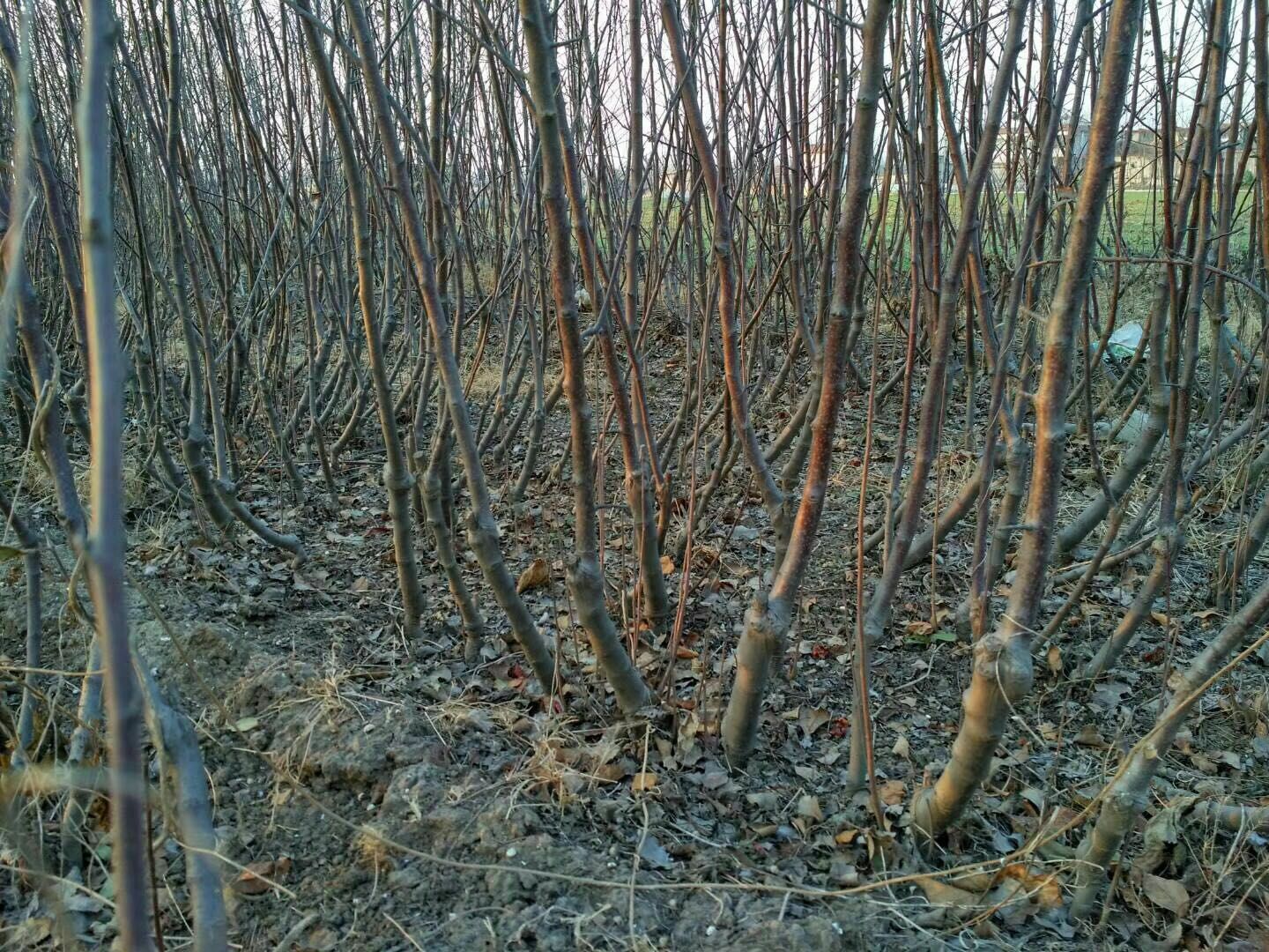 黑钻苹果苗产地及基地、黑钻苹果苗批发价格