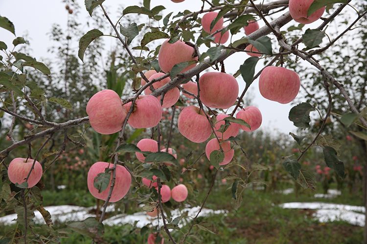 錦銹紅蘋果苗多少錢一棵、錦銹紅蘋果苗報價多少