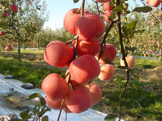 早捷蘋(píng)果苗哪里購(gòu)買(mǎi)、早捷蘋(píng)果苗報(bào)價(jià)多少