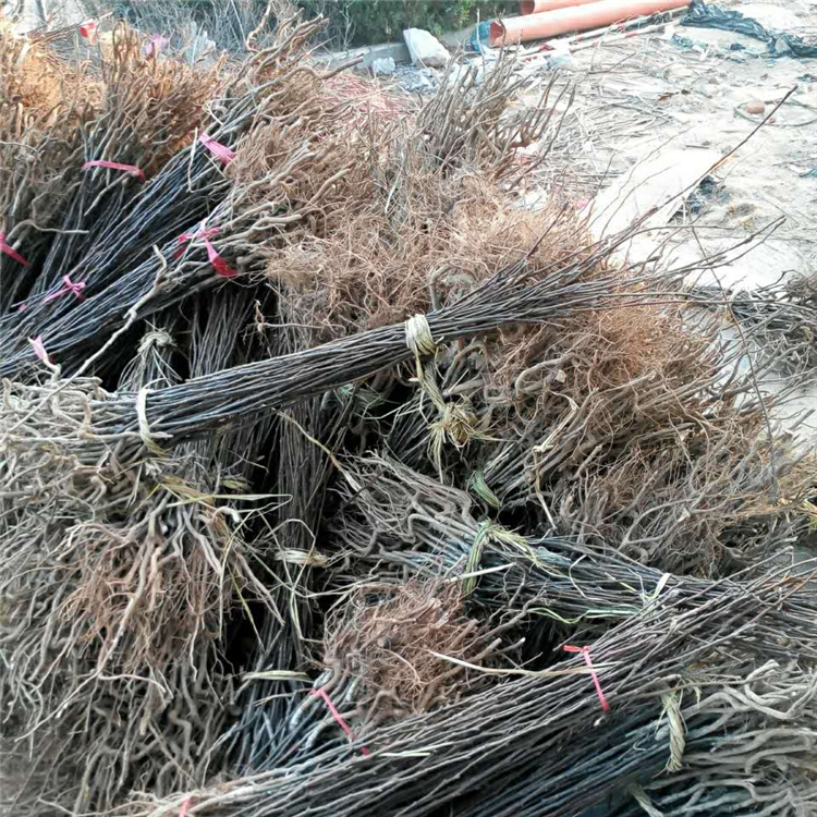 煙富0號蘋果苗產(chǎn)地及基地、煙富0號蘋果苗批發(fā)