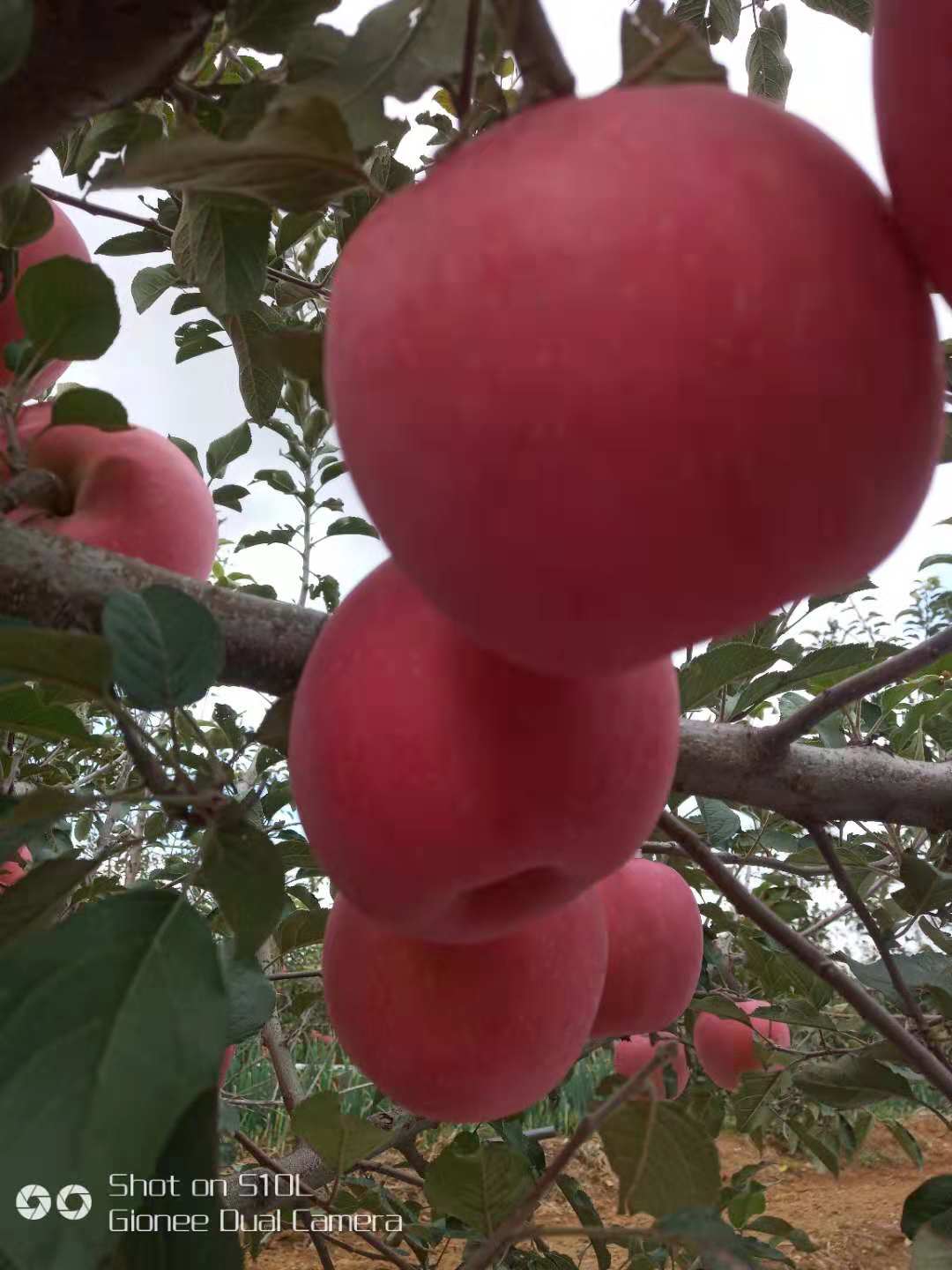 紅肉蘋果苗多少錢一顆、紅肉蘋果苗報價多少
