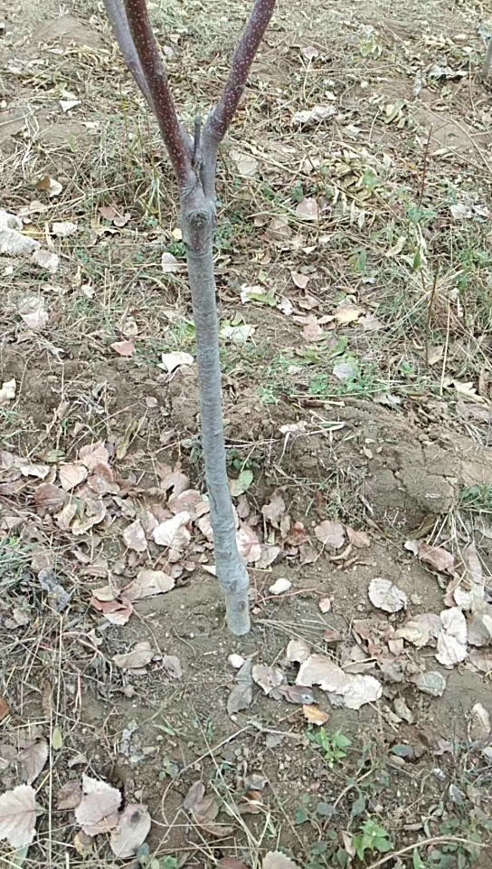洛川富士蘋(píng)果苗產(chǎn)地及基地、洛川富士蘋(píng)果苗近期價(jià)格