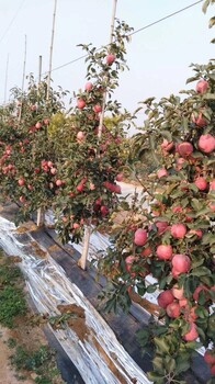 自根砧苹果苗出售、自根砧苹果苗报价多少