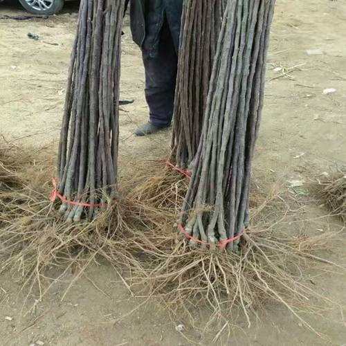 秦冠蘋果苗多少錢一顆、秦冠蘋果苗一棵多少錢