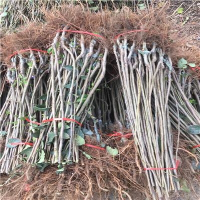 秦陽蘋果苗新品種怎么樣、秦陽蘋果苗苗圃