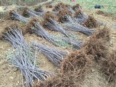 遼紅山楂苗每天價格、遼紅山楂苗供應(yīng)價格