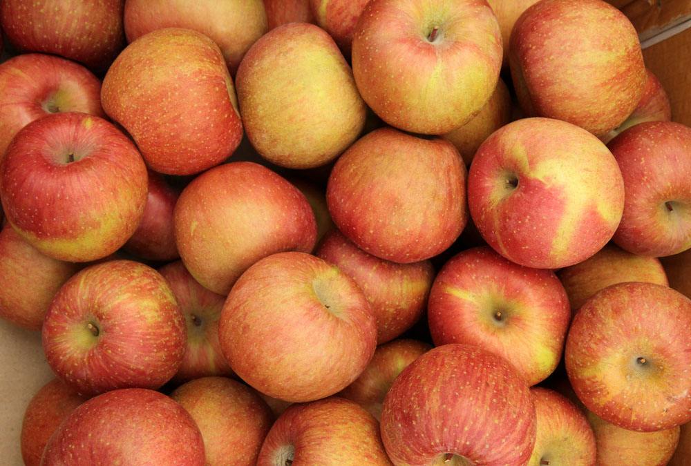 紅果山楂苗行情價(jià)格