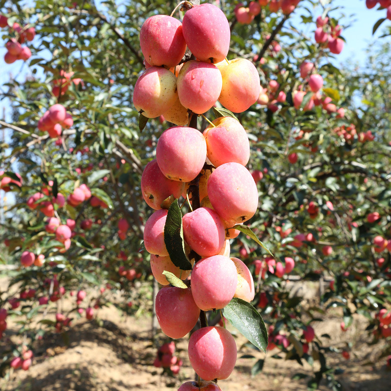 三年山楂苗每天價(jià)格