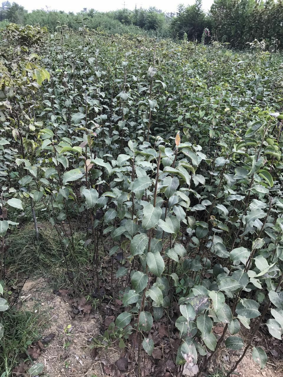 面楂山楂苗簡(jiǎn)介