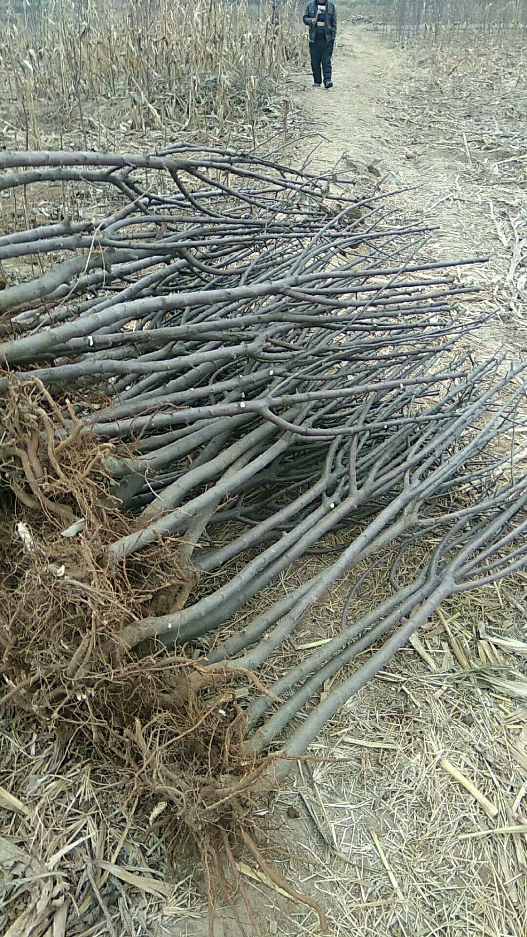 靖西山楂苗出售