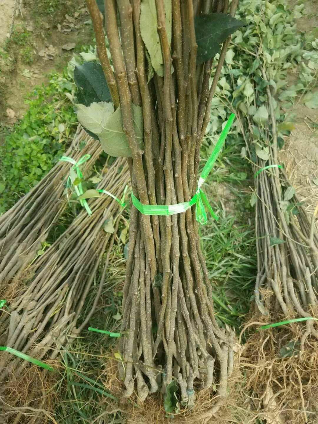 窄口山楂苗包郵