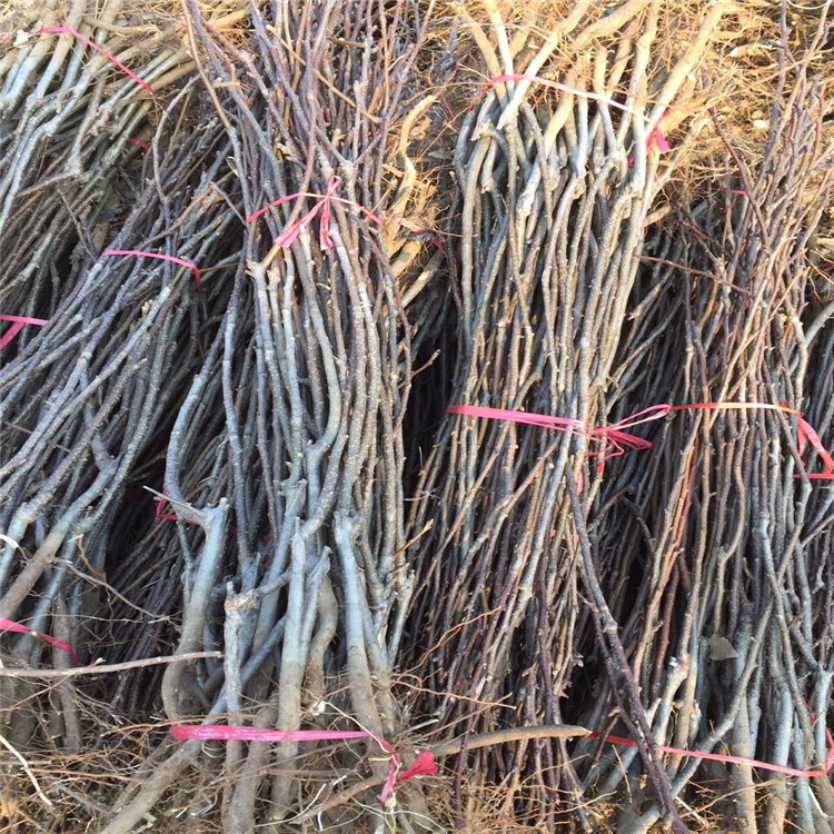 兩年山楂苗每周價(jià)格