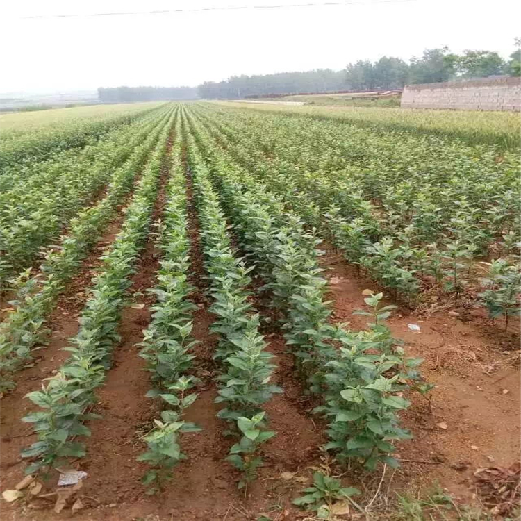 紫肉山楂苗出售價格