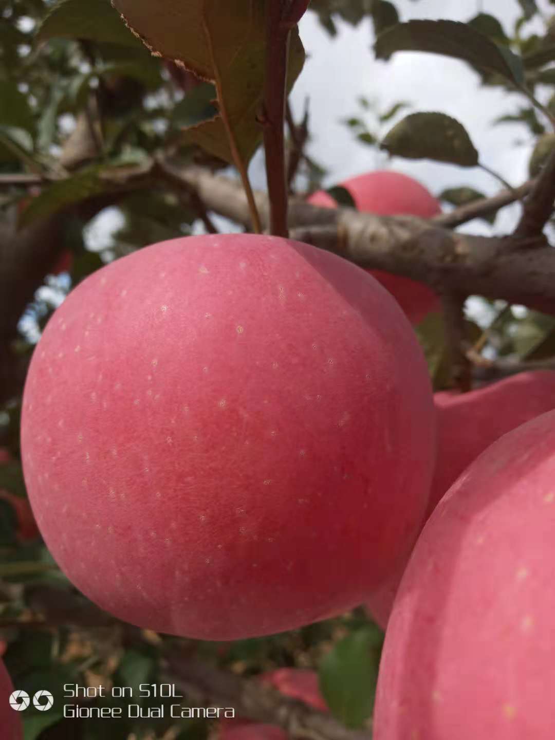 粉口山楂苗近期價(jià)格