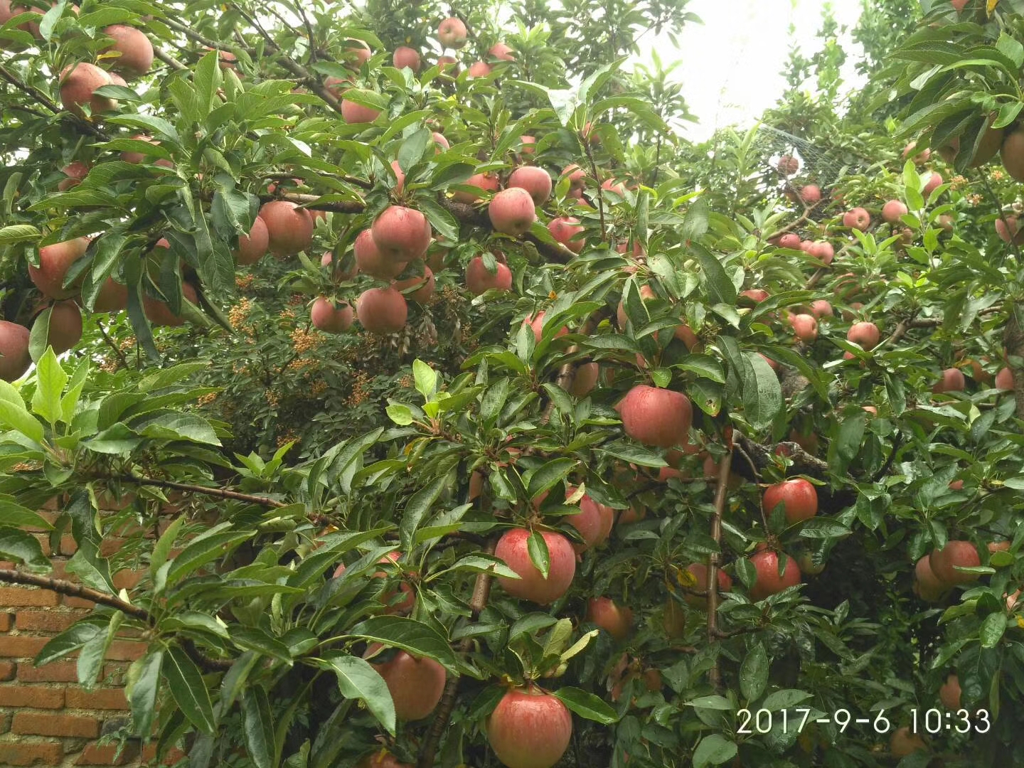磨盤山楂苗簡介