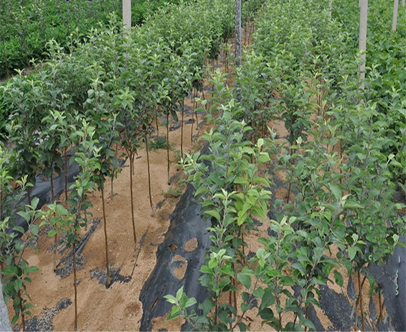 早红星梨苗基地与产地、早红星梨苗2020年出售价格