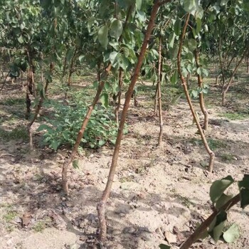 红安久梨苗新品种、红安久梨苗品种基地