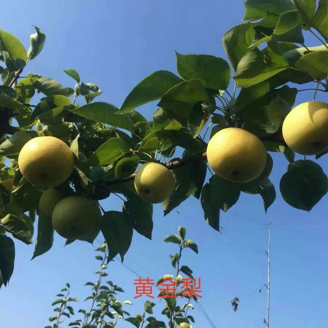 早酥紅梨苗基地、早酥紅梨苗出售價(jià)格