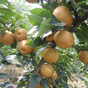 紅安久梨苗供應(yīng)、紅安久梨苗苗圃