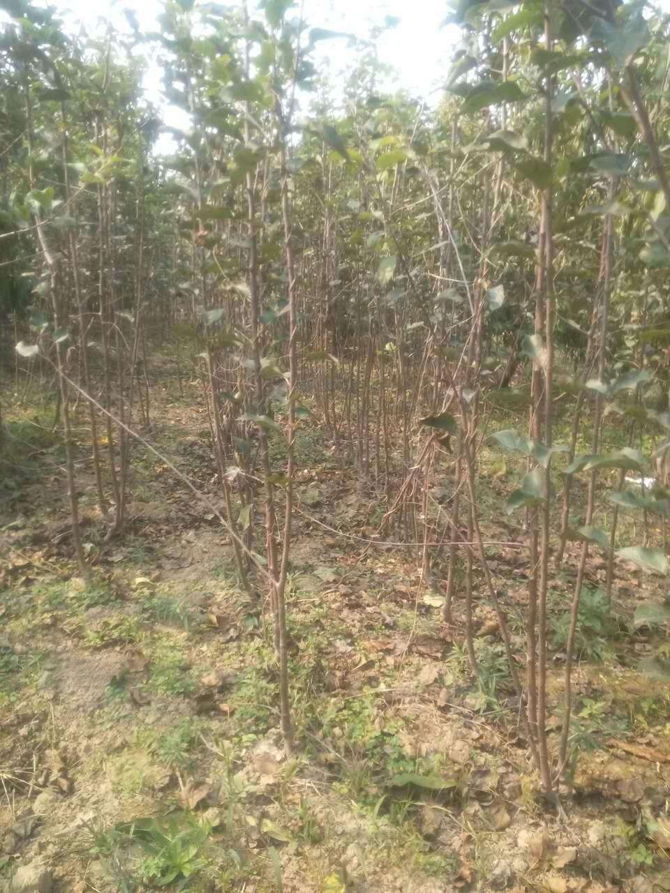 新梨七號梨苗基地與產(chǎn)地、新梨七號梨苗出售