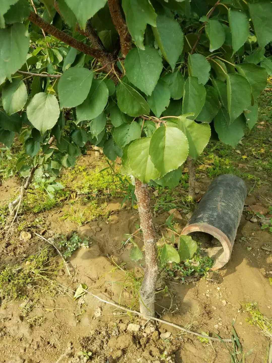 凯特杏树苗基地与产地、凯特杏树苗批发基地