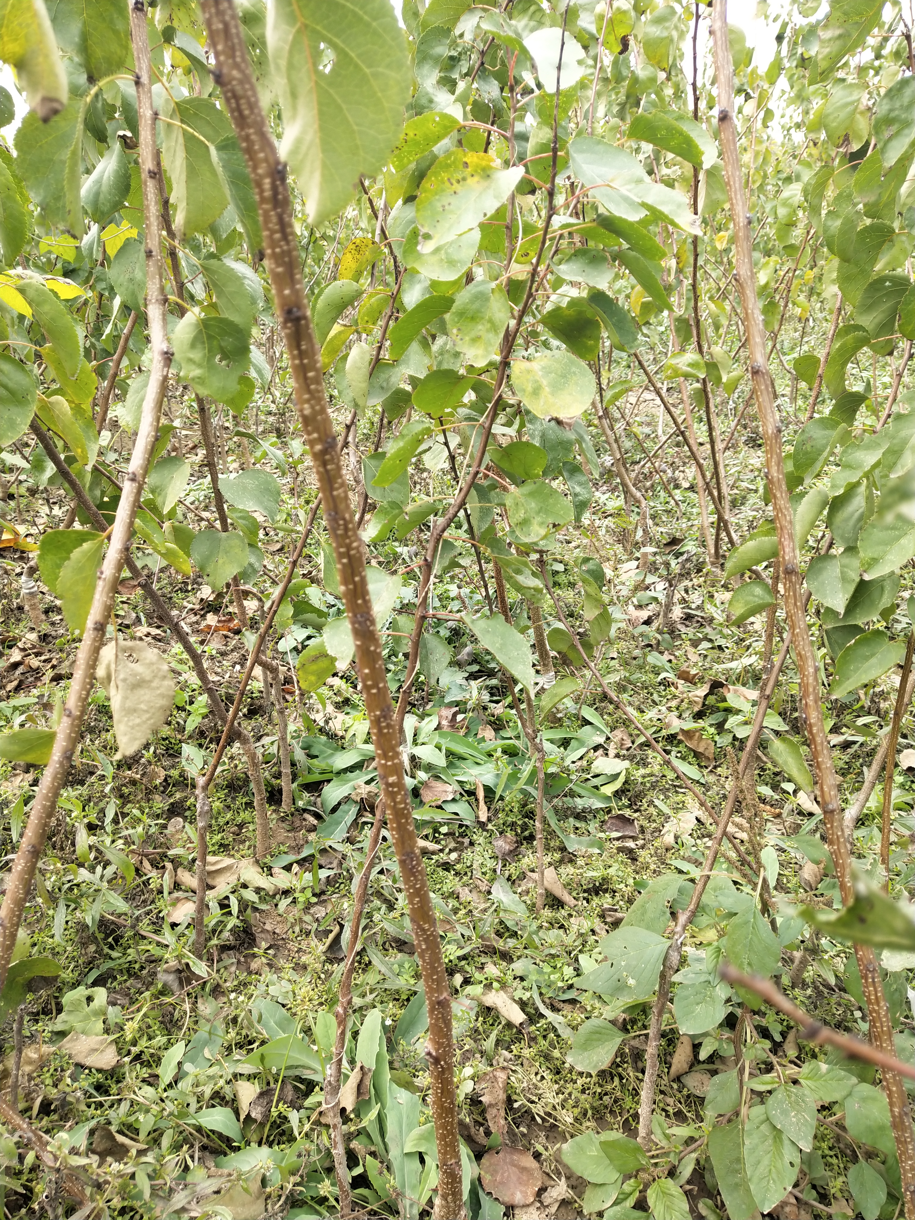 實生杏樹苗基地、實生杏樹苗每天價格