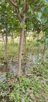 瑪瑙杏樹苗基地與產(chǎn)地、瑪瑙杏樹苗去哪購買