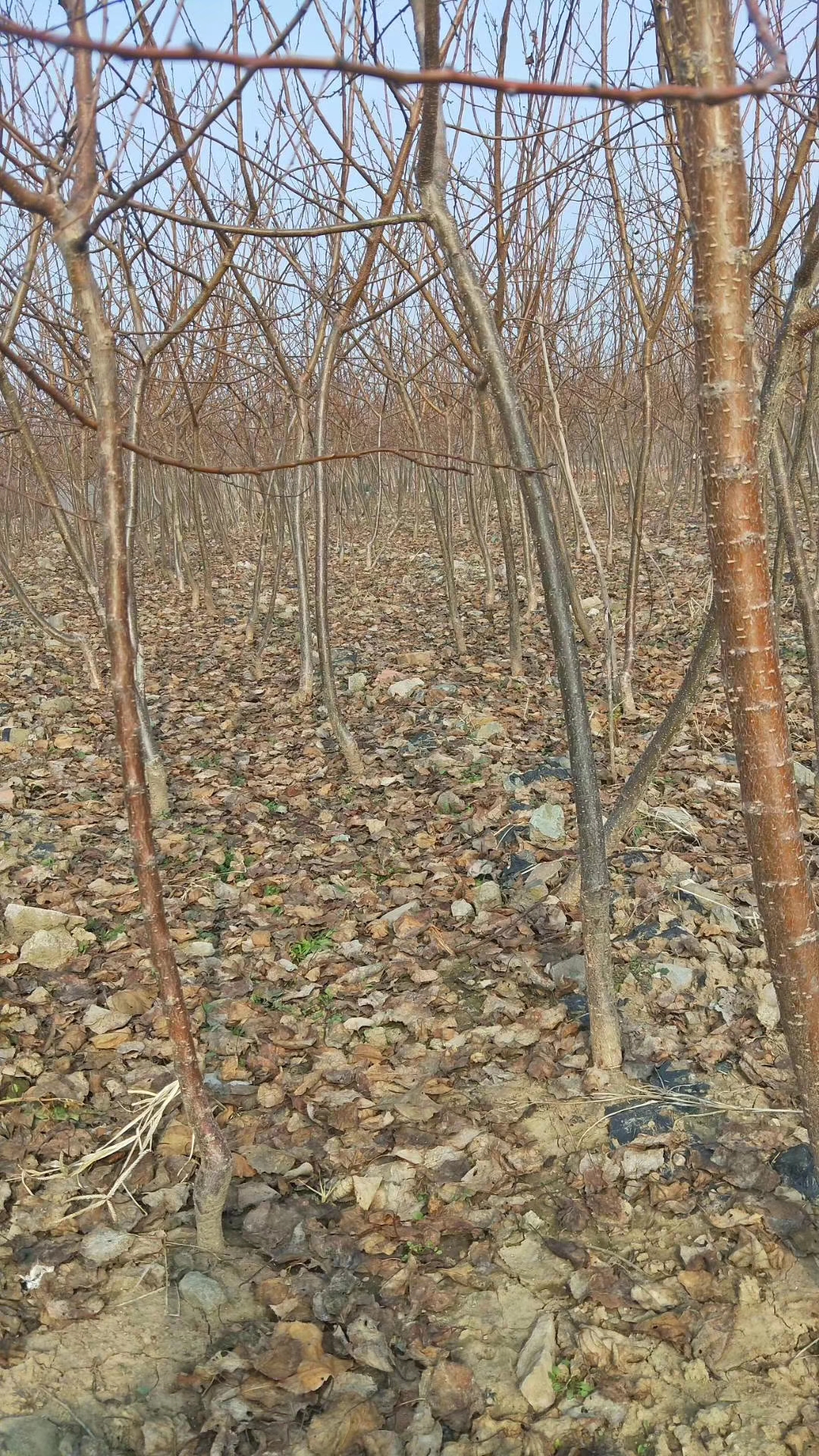 金凱特杏樹(shù)苗基地與產(chǎn)地、金凱特杏樹(shù)苗供應(yīng)