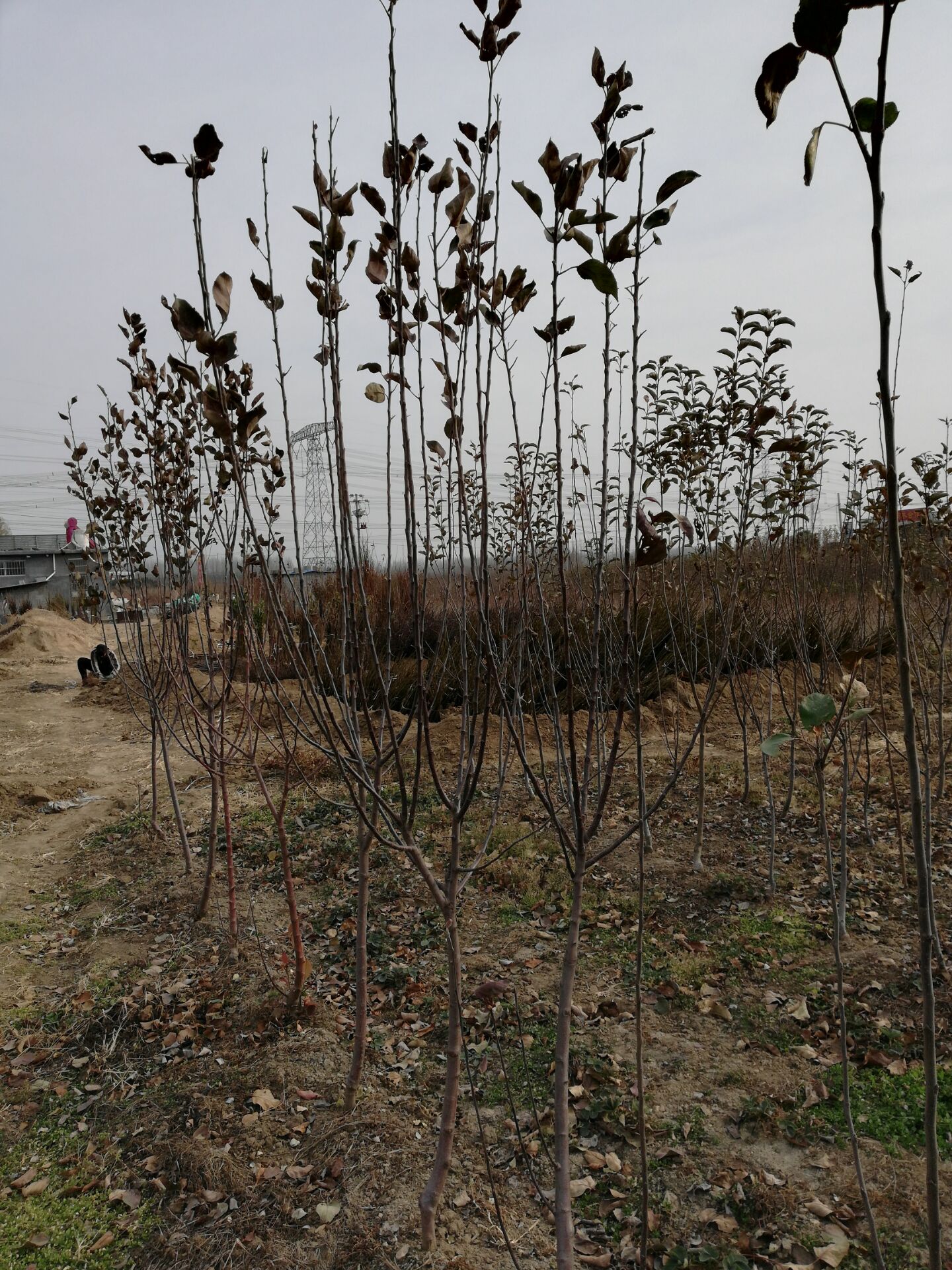 锦锈红苹果苗基地、锦锈红苹果苗产地