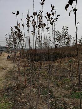 华红苹果苗出售、华红苹果苗价格及报价