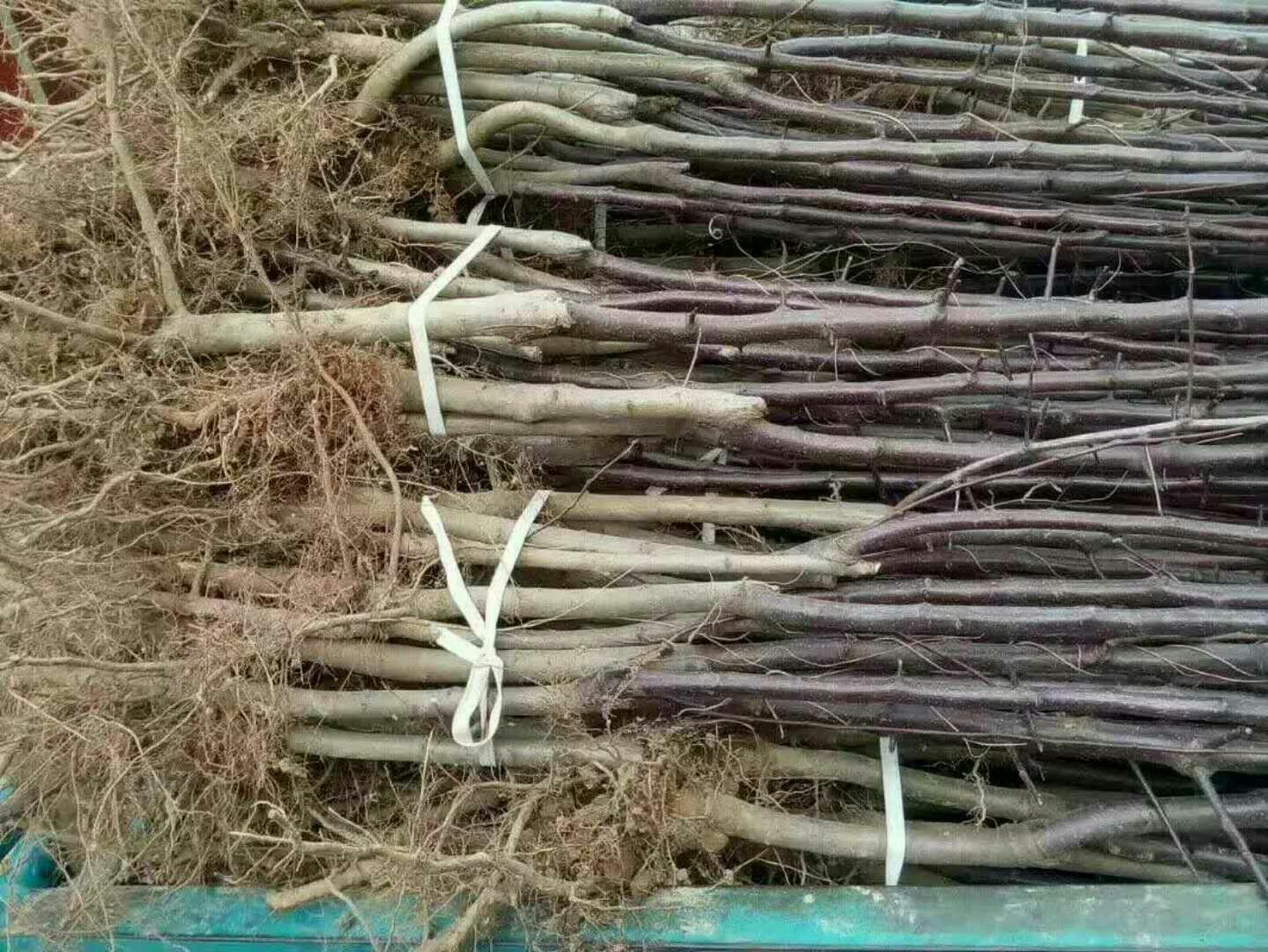 煙臺蘋(píng)果苗新品種、煙臺蘋(píng)果苗批發(fā)價(jià)格