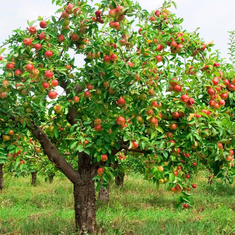 紅玫瑰蘋果苗新品種價格 、紅玫瑰蘋果苗批發價格